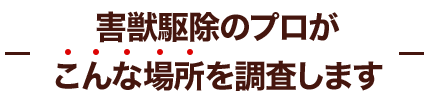 ネズミ駆除のプロがこんな場所を調査します